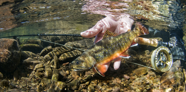 Brook Trout Fishing In Maryland